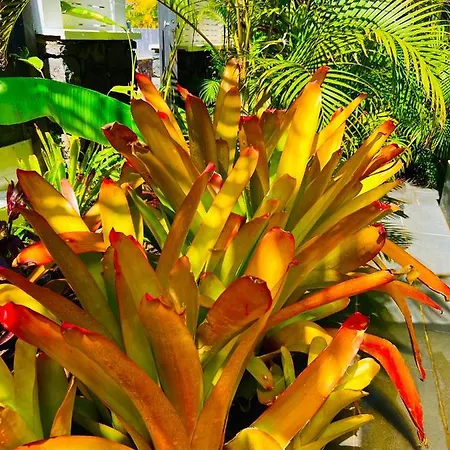 La Selvita Homestay *