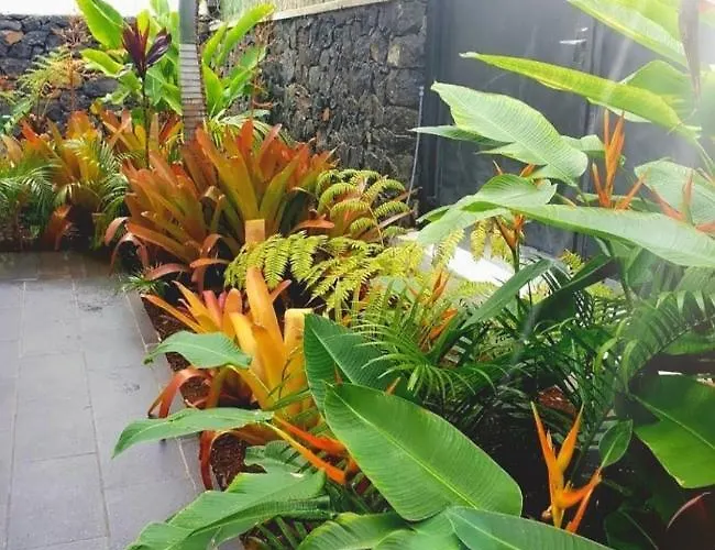 La Selvita * Бахамар