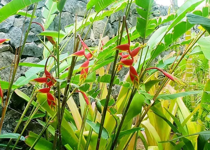 La Selvita Проживание в семье *